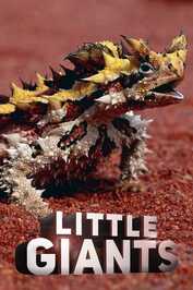 DE - Little Giants – Kleine Tiere ganz groß