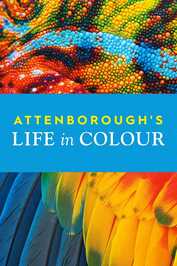 EN - Attenborough's Life in Colour (2021) (GB)